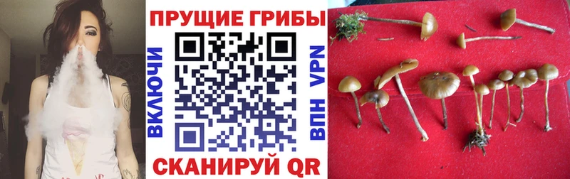 Купить закладки  Канаш  Галлюциногенные грибы ЛСД 